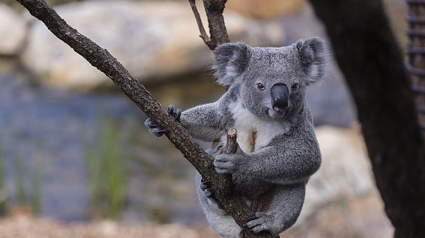 Image: A koala at Taronga Zoo on Oct. 10, 2019 in Sydney, Australia. Image: A koala at Taronga Zoo on Oct. 10, 2019 in Sydney, Australia.