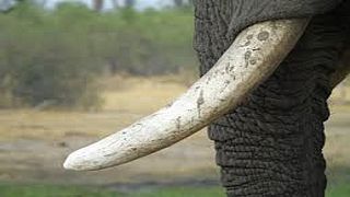 Côte d'Ivoire : saisie d'une tonne d'ivoire et d'une tonne d'écailles de pangolin