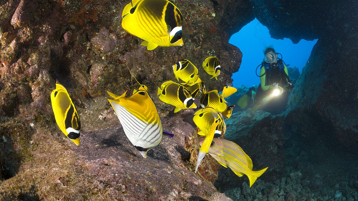 Diver and Racoon-Butterflyfishes, Chaetodon lunula, Cathedrals of Lanai, Ma