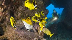 Diver and Racoon-Butterflyfishes, Chaetodon lunula, Cathedrals of Lanai, Ma