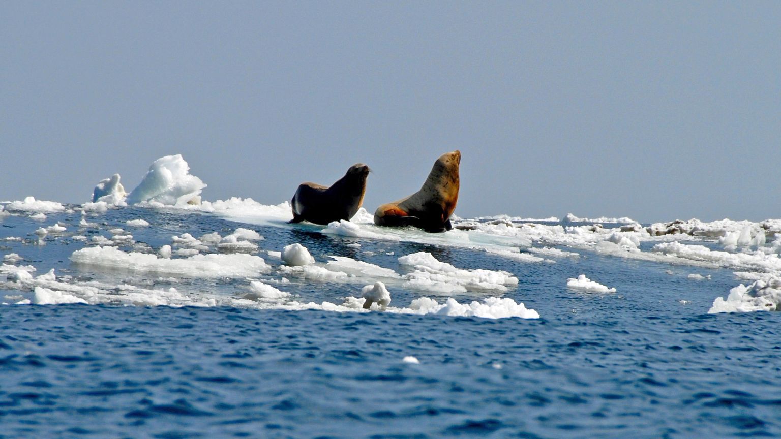 Image: Sea lions