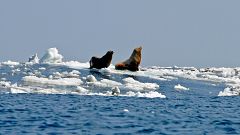 Image: Sea lions