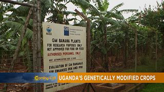 Uganda's GMO crops and acceptance [The Morning Call]