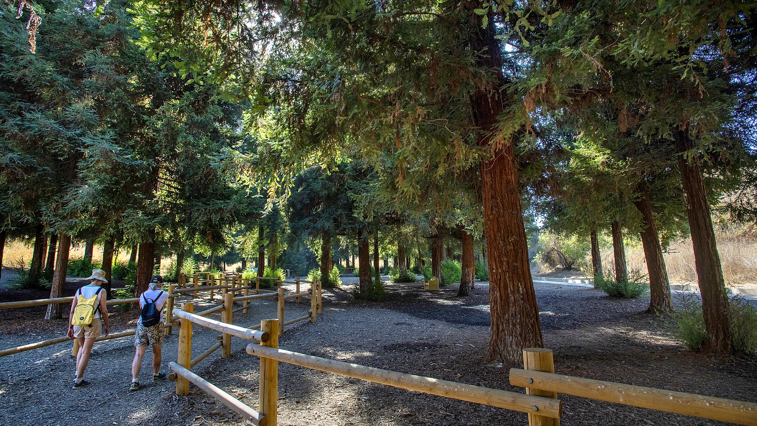 Orange County's secluded redwood forest