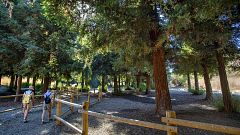 Orange County's secluded redwood forest