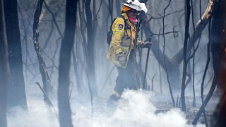 Image: A NSW RFS firefighter undertakes mopping up at South Turramurra on N