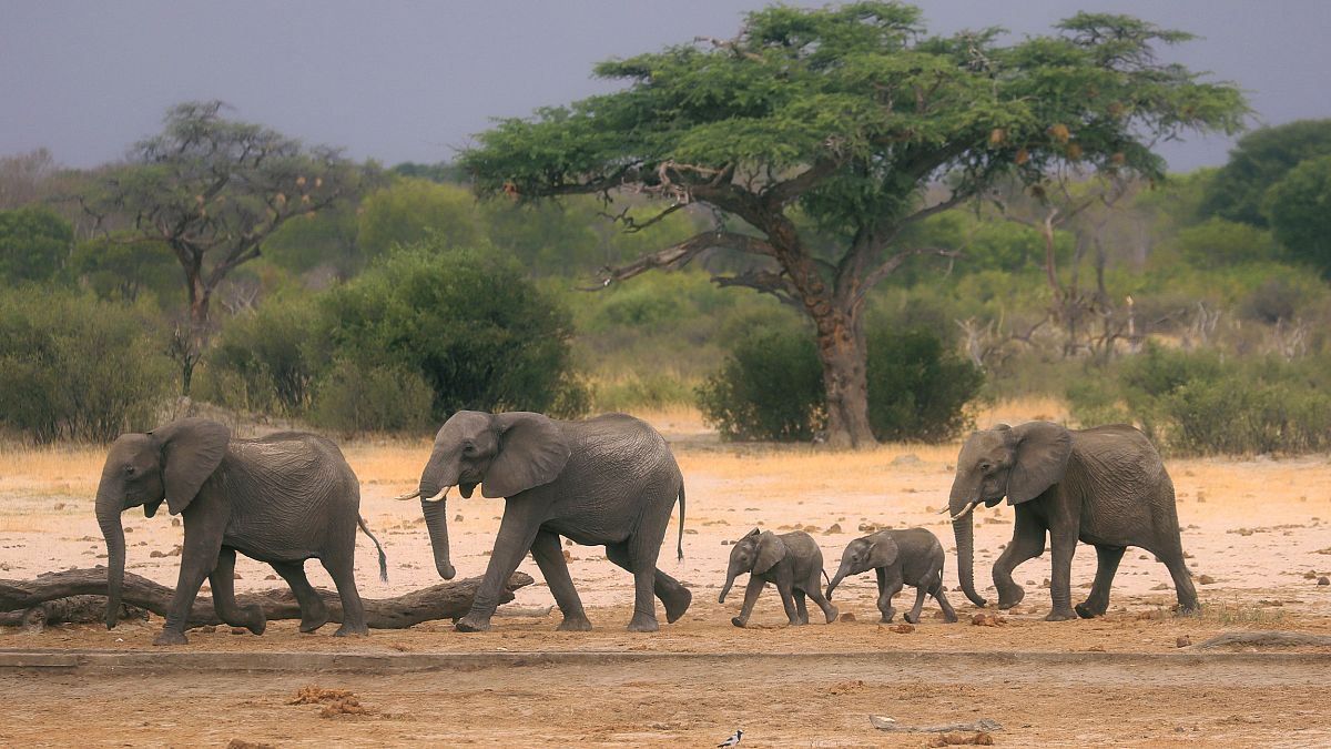 Image: A herd of elephants in Hwange National Park, Zimbabwe, on Nov. 10, 2