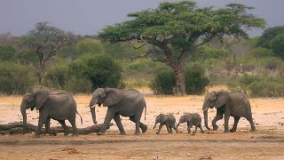 Image: A herd of elephants in Hwange National Park, Zimbabwe, on Nov. 10, 2