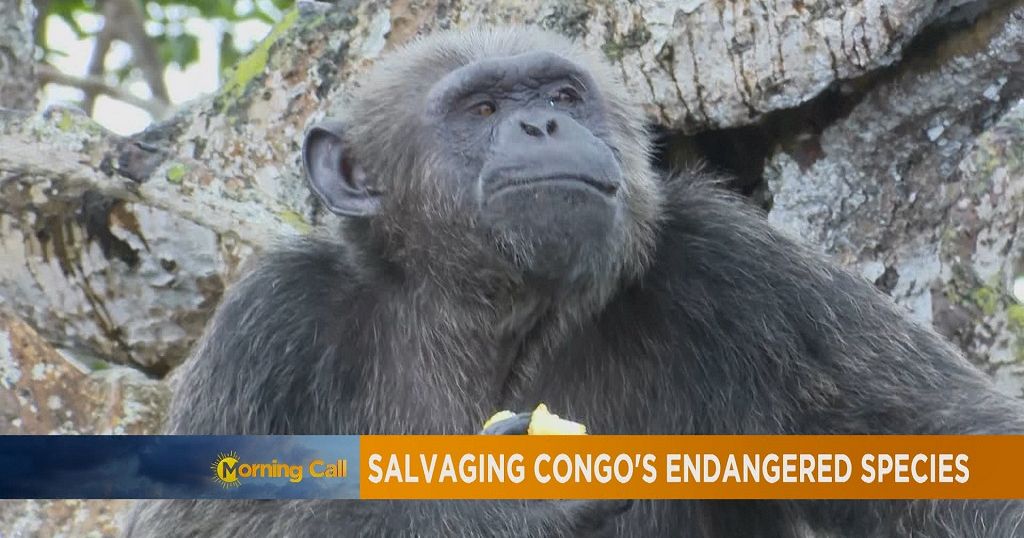 salvaging-congo-s-endangered-species-travel-africanews