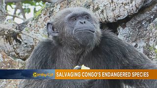 Congo : sauver les espèces de chimpanzés en voie de disparition