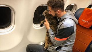 Image: Fat cat on plane