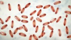 Image: Plague bacteria, illustration