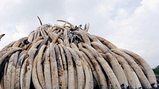 Un expert militant contre le trafic de l'ivoire tué au Kenya