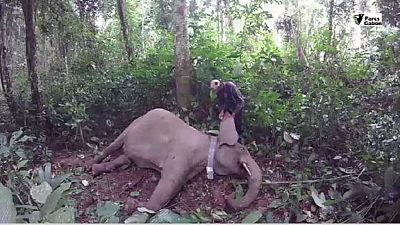 Gabon : des colliers GPS pour protéger les éléphants