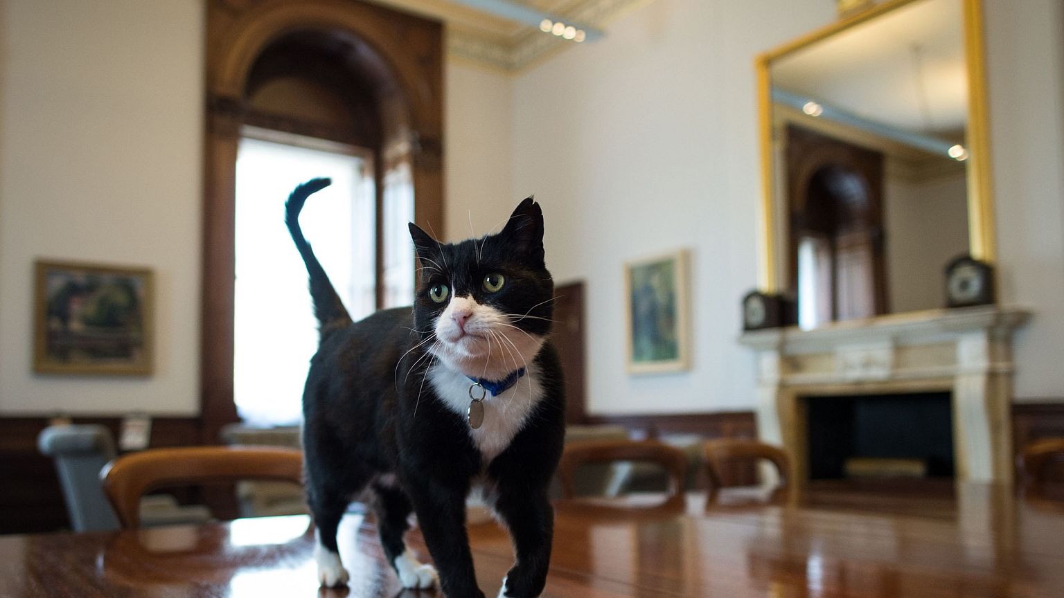 Image: Chief mouser' Palmerston, a rescue cat recruited from Battersea Dogs