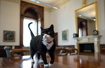 Image: Chief mouser' Palmerston, a rescue cat recruited from Battersea Dogs