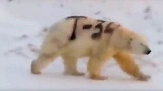 The video posted on Facebook appears to show a polar bear in Russia with "T