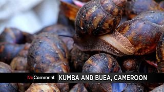 Cameroonian entrepreneur turns snail cleaning into a profitable business [no comment]