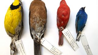 Image: Migratory Birds
