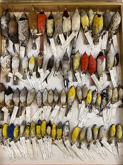 Some of the birds collected at Chicago\'s McCormick Place that are in the Field Museum collections.