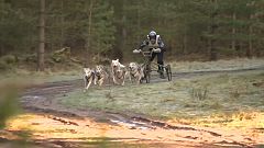 Sin nieve pero con trineos y huskies siberianos