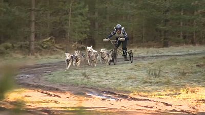 Siberian Husky Racing takes off in the UK