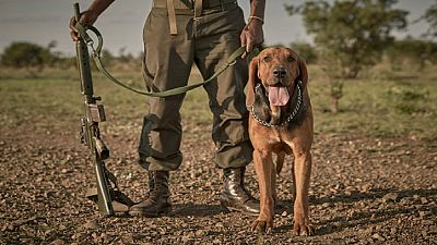 Kenyan rangers deploy anti-poaching dogs