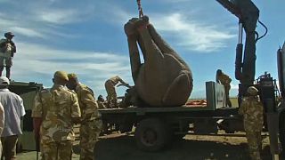 Kenya : déplacer les éléphants pour éviter les conflits avec les agriculteurs
