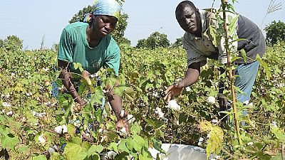 Bénin : les dangers des pratiques monopolistiques dans le secteur du coton
