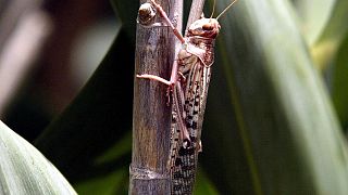 Image: FILE PHOTO: A desert locust feeds on crops in Laghouat