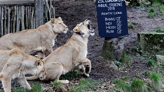 Lions rescued from Syria and Iraq find new home in South Africa
