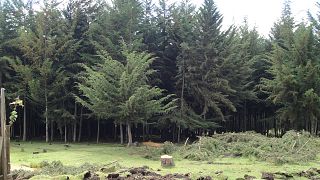 Kenya imposes ban on logging for 90 days