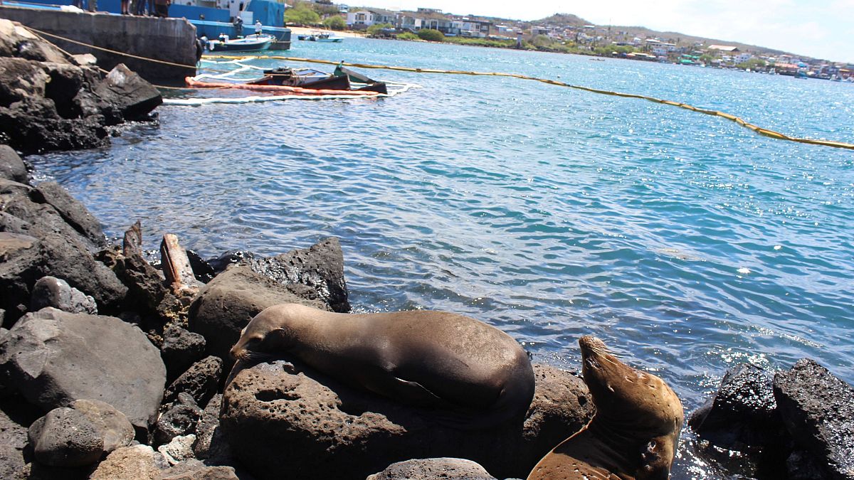Image: Seals are seen at the site where a barge carrying 600 gallons of die