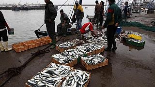 Court rules that Morocco-EU fishing deal must not extend to Western Sahara