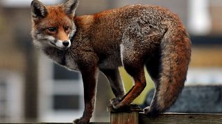 Image: An urban fox prowls along a garden fence in Ealing Dean in West Lond