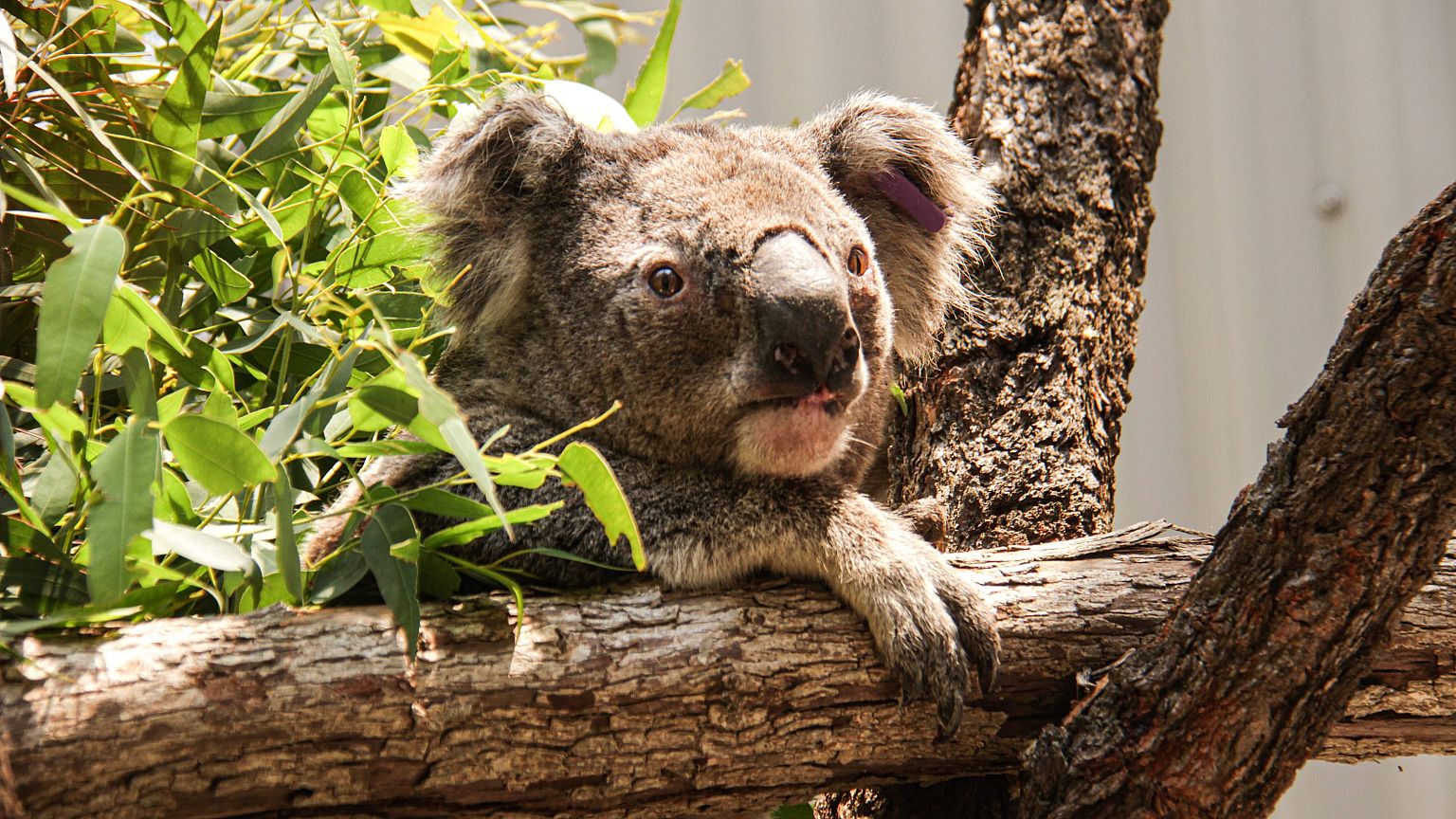 Image: AUSTRALIA-FIRE-ANIMAL-KOALA