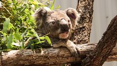 Image: AUSTRALIA-FIRE-ANIMAL-KOALA