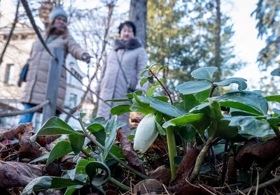 Women walk past blossoming flowers at Moscow State University\'s Apothecary Garden on Dec. 20.
