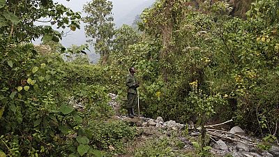 RDC : 18 travailleurs du parc Kahuzi-Biega enlevés par des miliciens