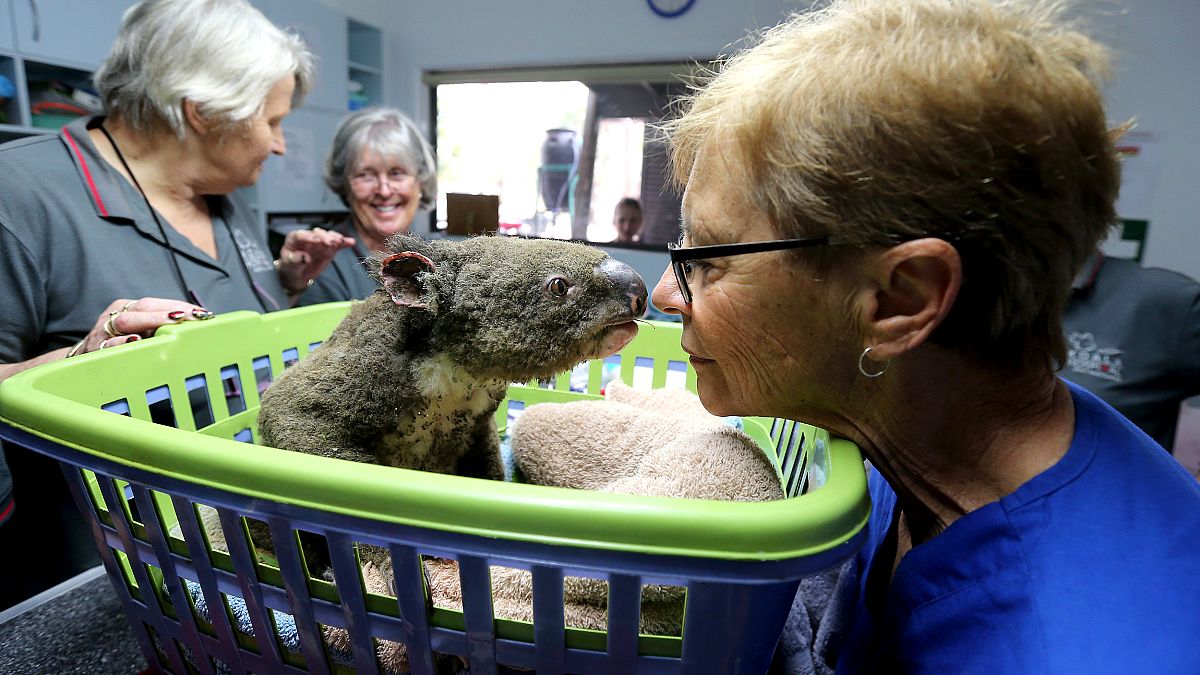Image: Koala Hospital Works To Save Injured Animals Following Bushfires Acr