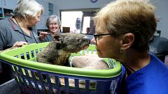 Image: Koala Hospital Works To Save Injured Animals Following Bushfires Acr