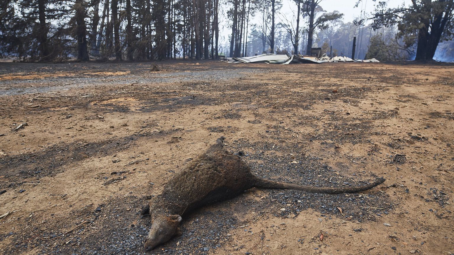 Image: A dead wallaby in Australia's Wingello State Forest on Monday