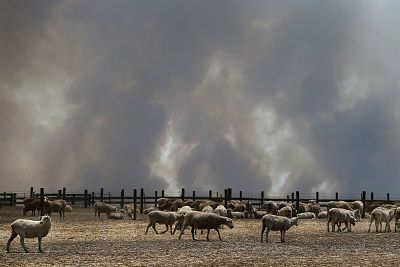A large plume of smoke is seen over a sheep property in the Parndana region on Kangaroo Island, Australia, on Thursday. Residents of the Kangaroo Island township of Parndana and Vivonne Bay have been told to evacuate as fire threatens both areas.