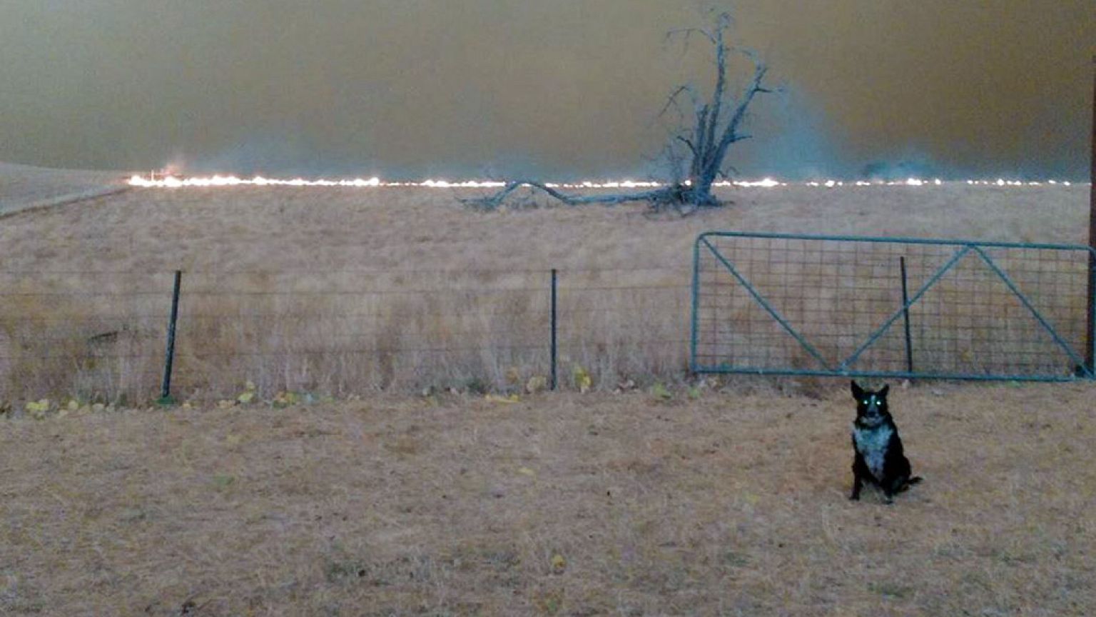 Image: Patsy, a shepherd mix, brought more than 220 sheep to safety during 