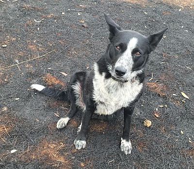 Patsy, a shepherd mix, brought more than 220 sheep to safety during Australia\'s devastating wildfires.