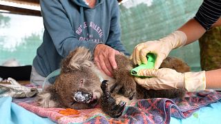 Image: Vets and volunteers treat koalas at Kangaroo Island Wildlife Park on