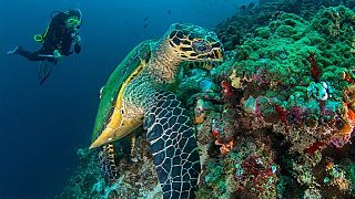 Seychelles creates new marine protected area in the Indian Ocean