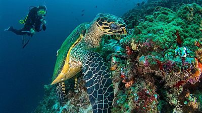 Seychelles creates new marine protected area in the Indian Ocean