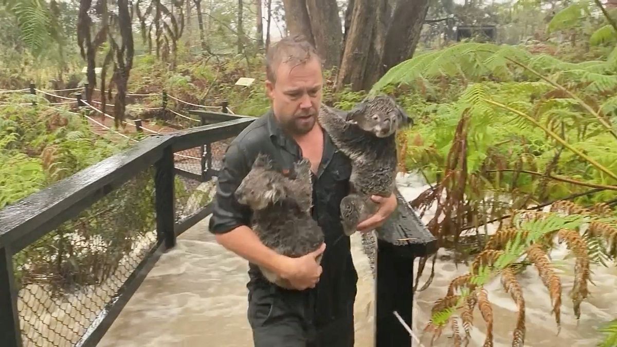 Image: Staff member carries koalas as they secure the park during flooding 
