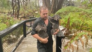 Image: Staff member carries koalas as they secure the park during flooding